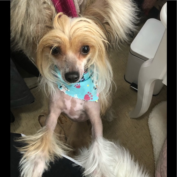 Meet your Posher, “ Mary Michelle “ - Picture 7 of 15